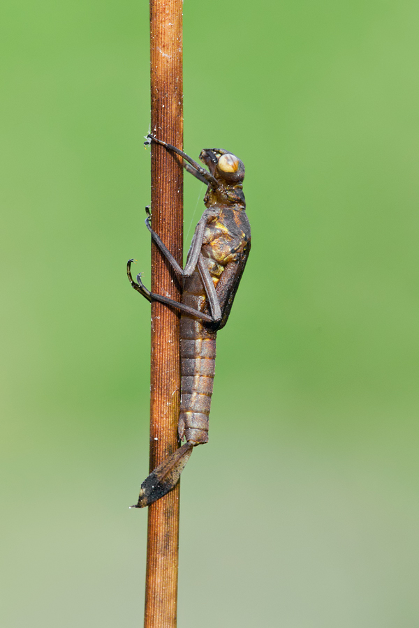 Emerging Large Red Damselfly 1